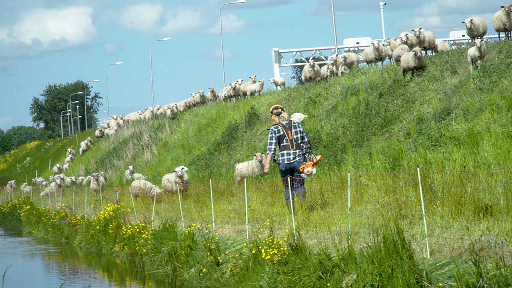 schapenzaken, documentaire schapen, marijke dirkson, Annemarie Mooren Productions