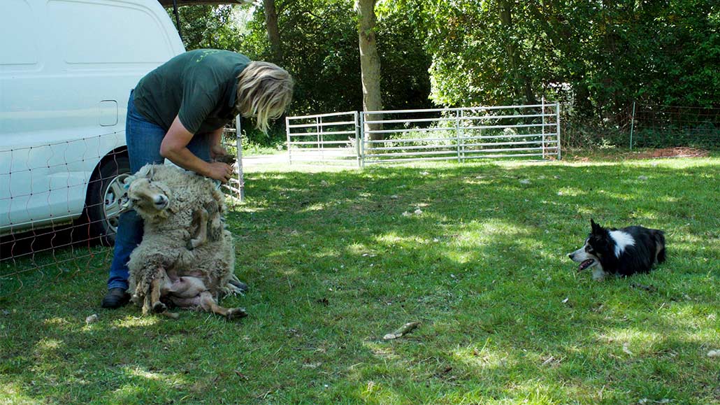 schapenzaken, documentaire schapen, marijke dirkson, Annemarie Mooren Productions